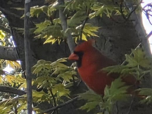 Cardinal in the maple