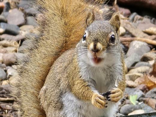 Squirrel, mid-raid