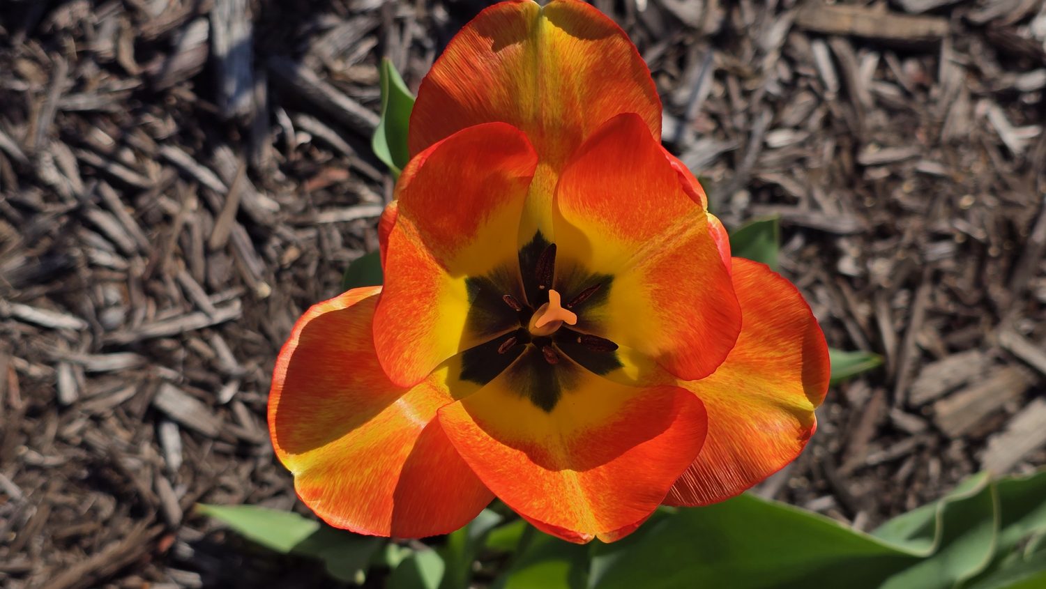 A macro photograph of an orange tulip opened to the center