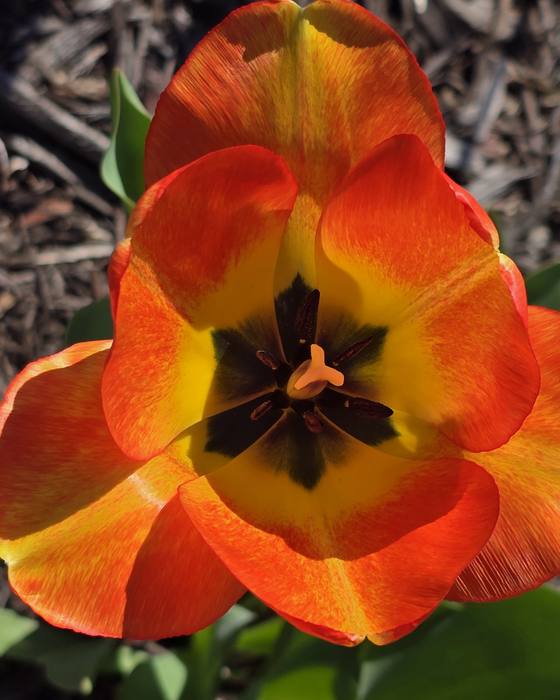 A macro photograph of an orange tulip opened to the center