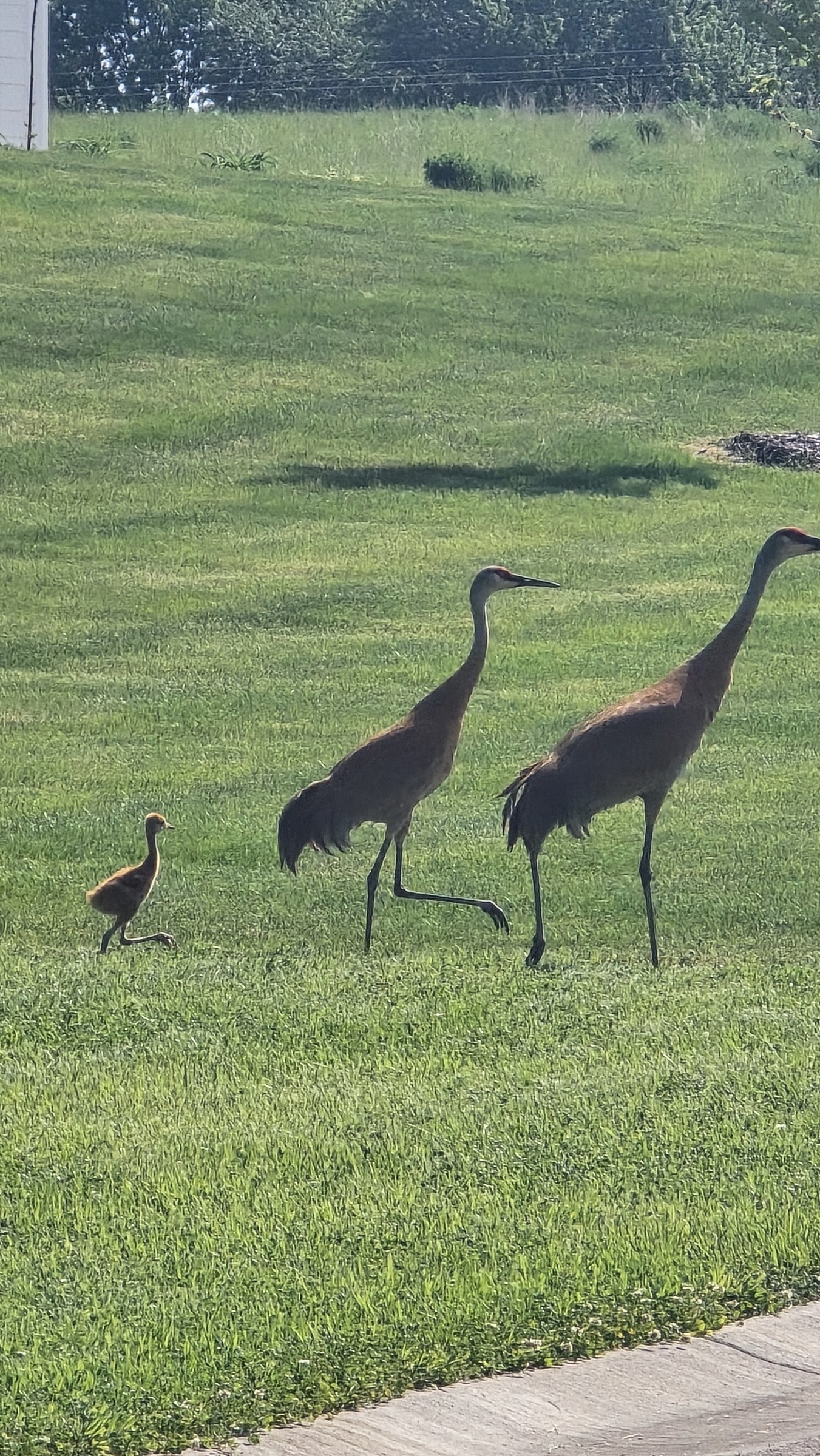 Animal photography · Review photo 5