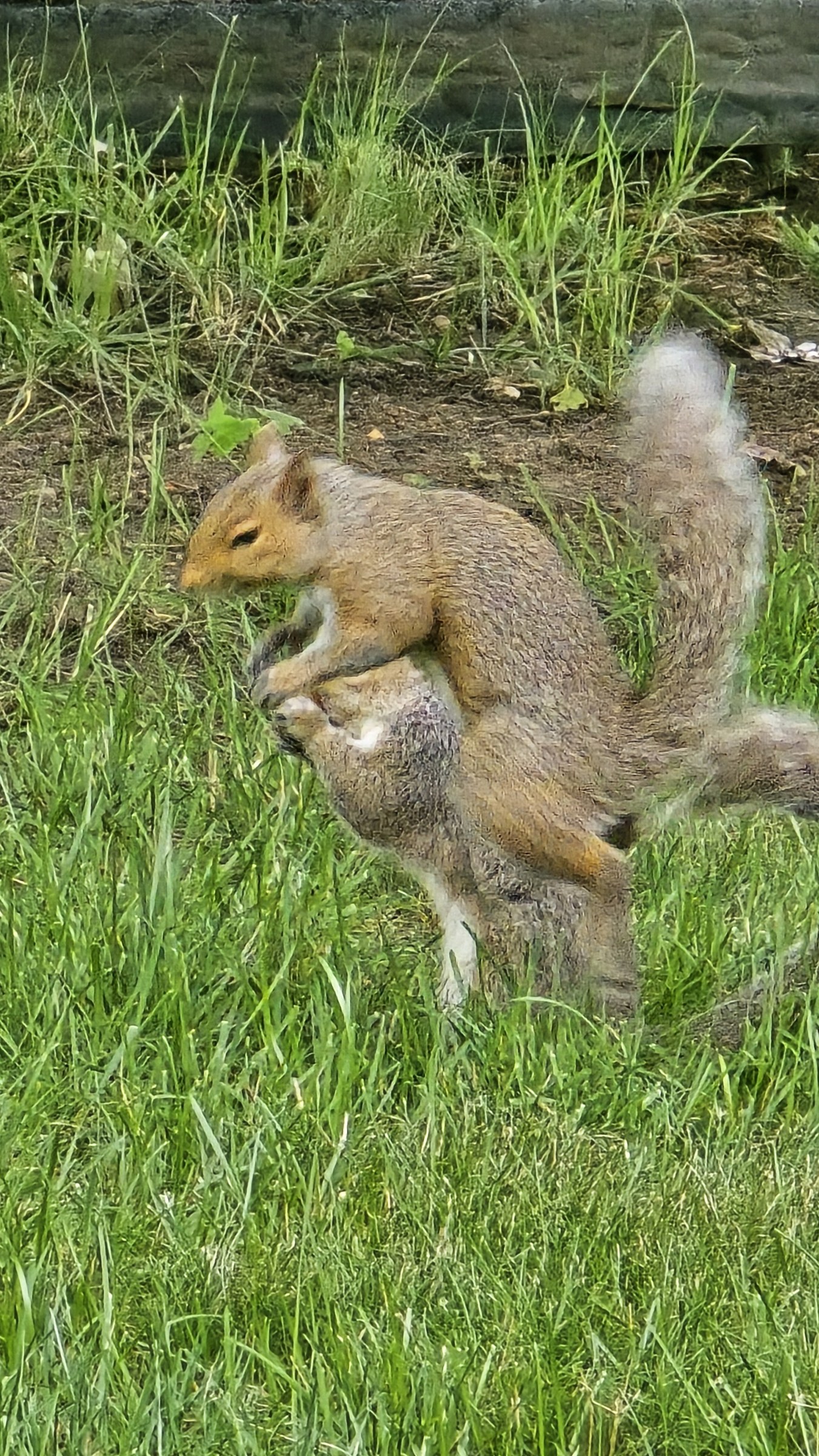 Animal photography · Review photo 11