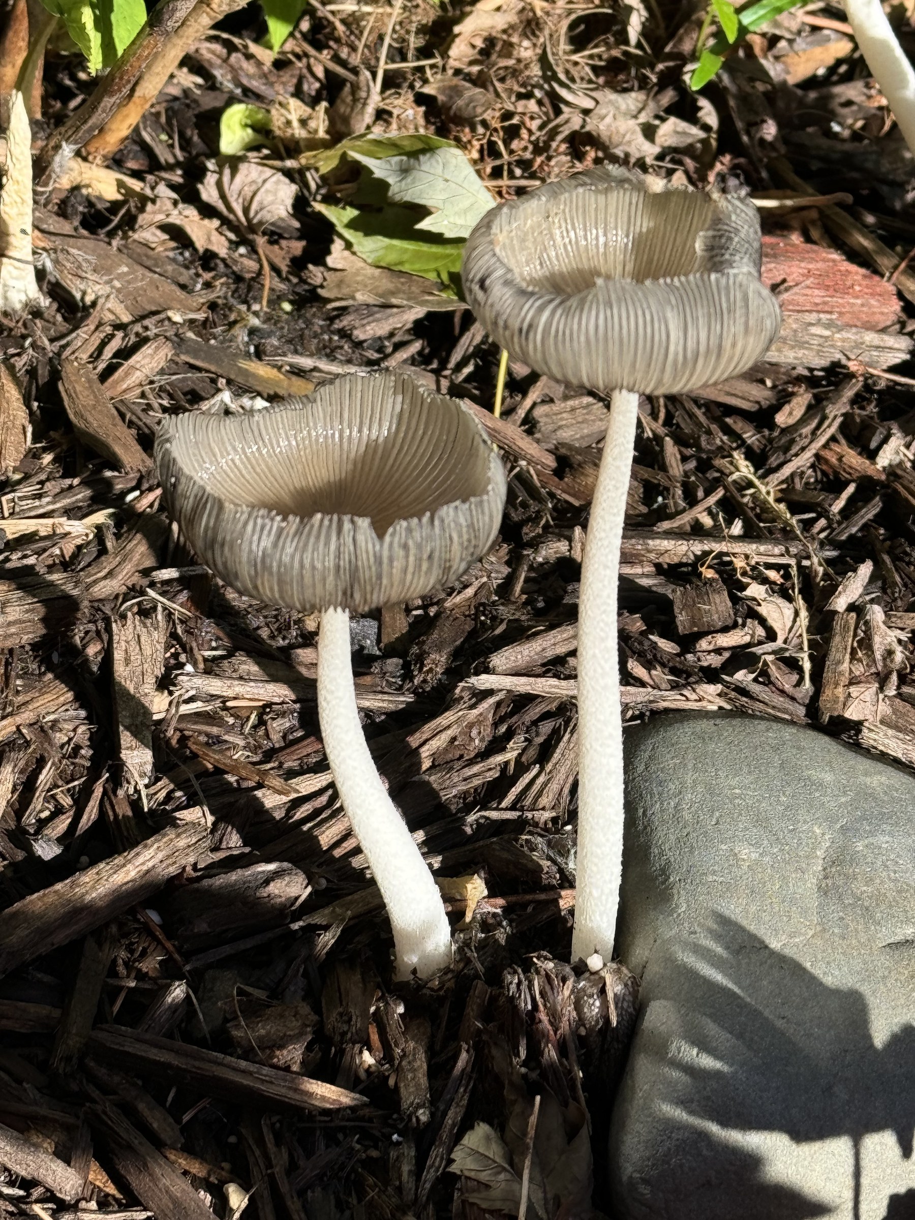 Mushrooms at home in Lakeville, Minnesota
