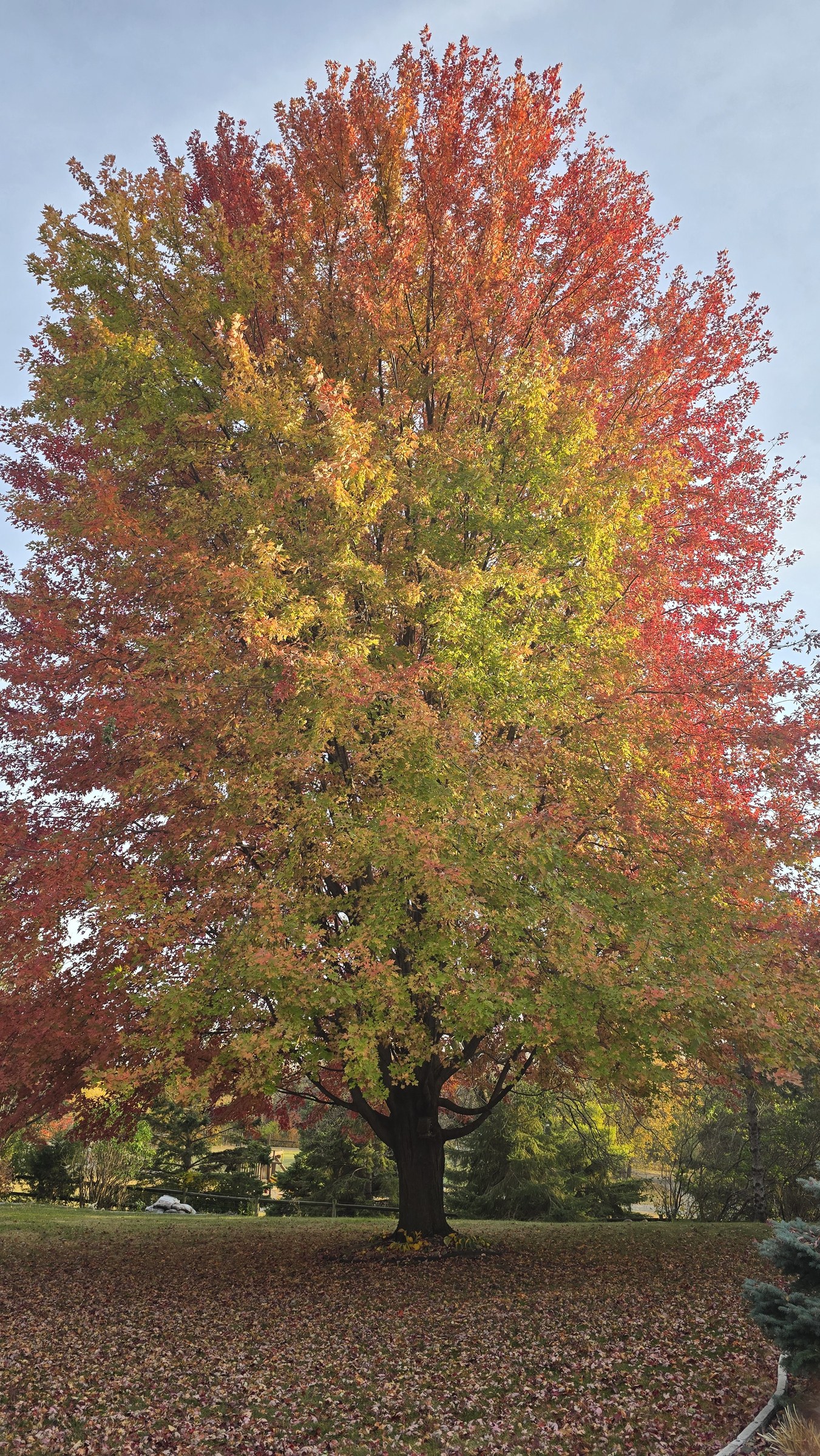 Maple tree at home in Lakeville, Minnesota