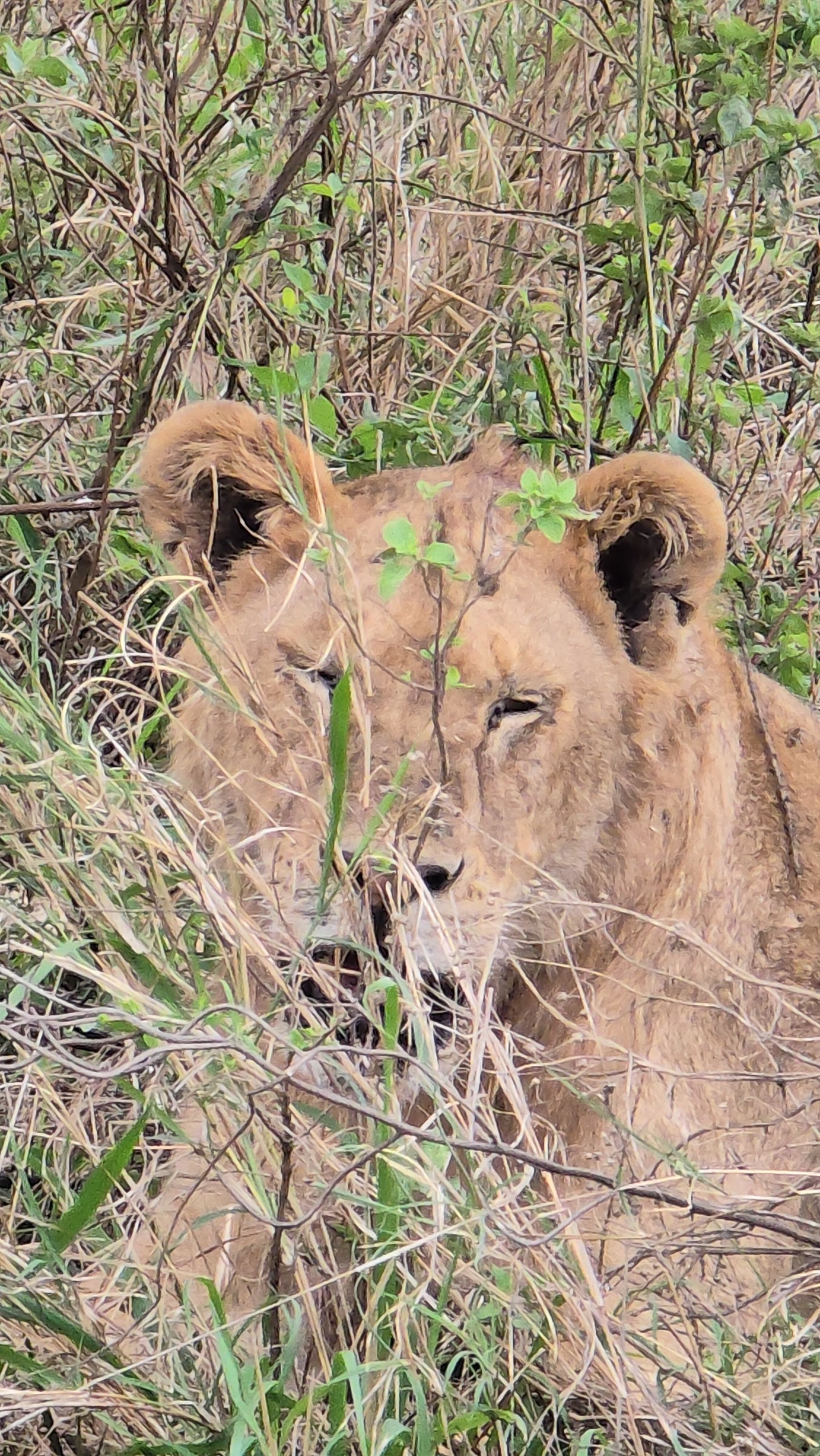 Africa · Review photo 42