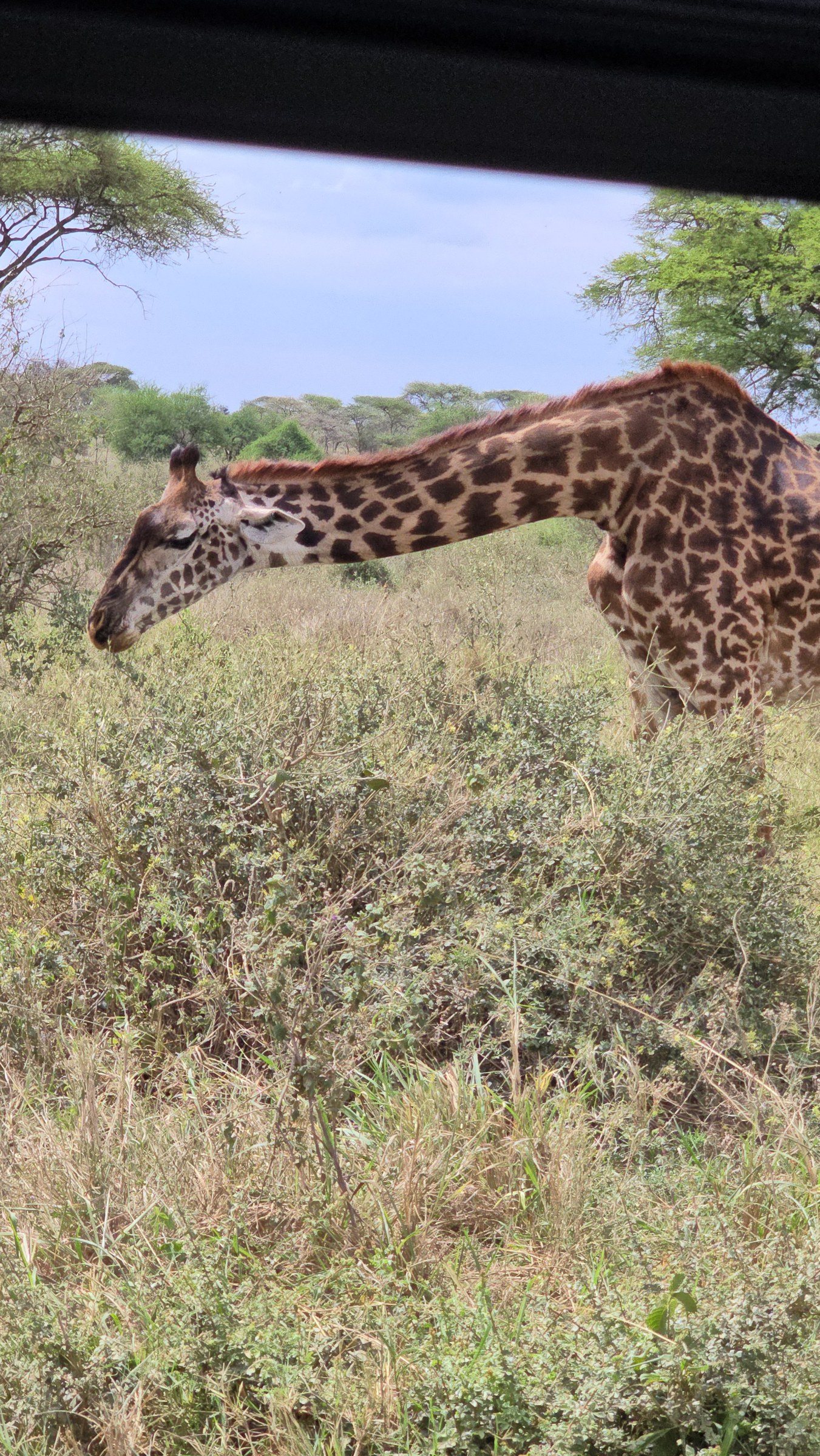 Africa · Review photo 46