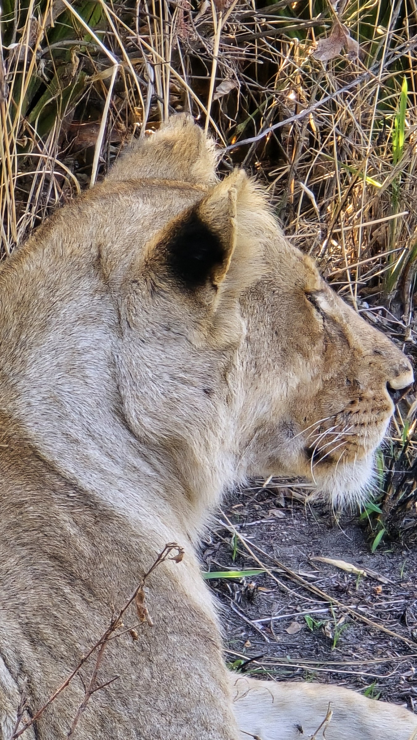 Africa · Review photo 30