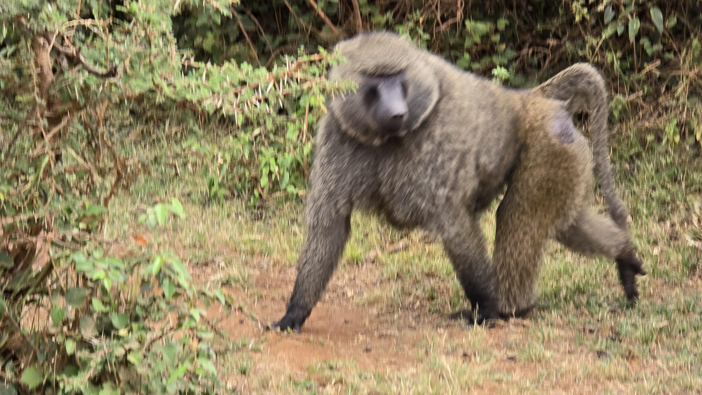 Africa · Review photo 4