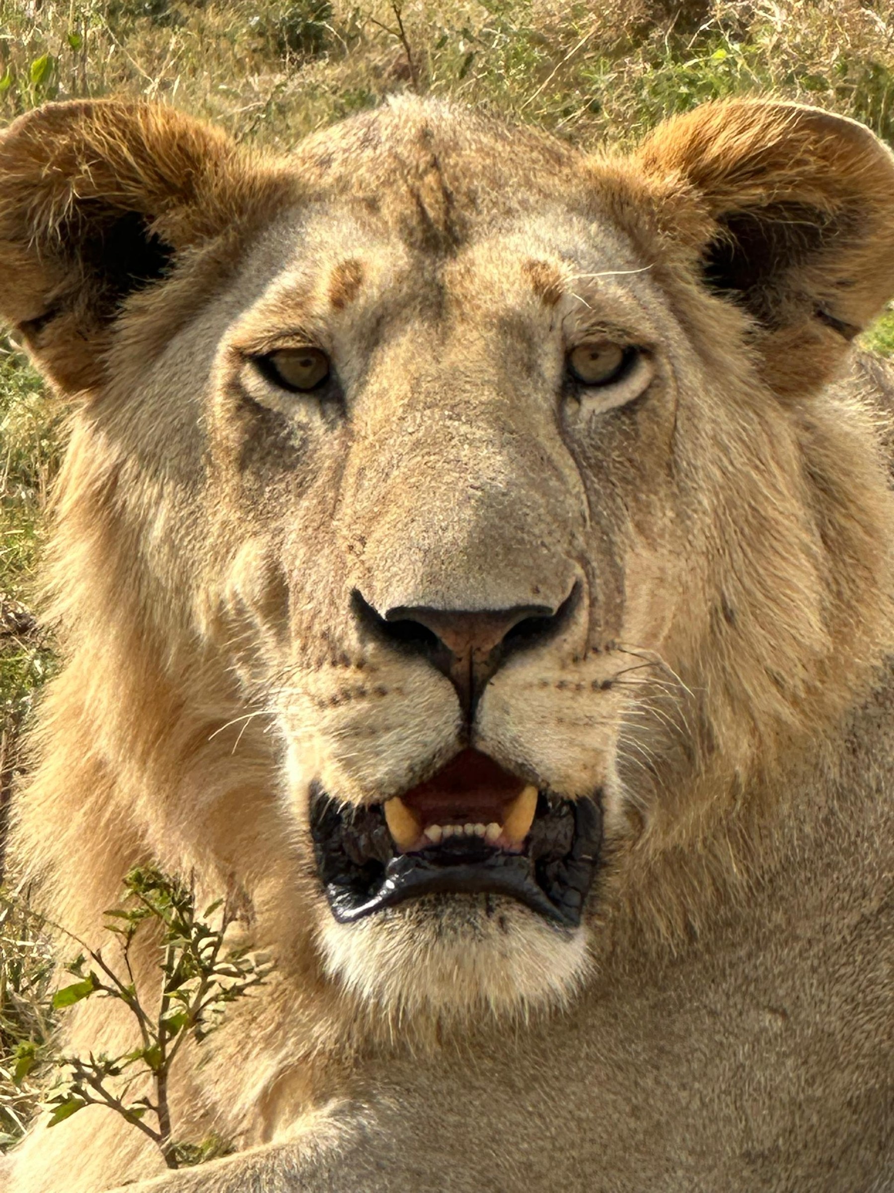 Africa · Review photo 49