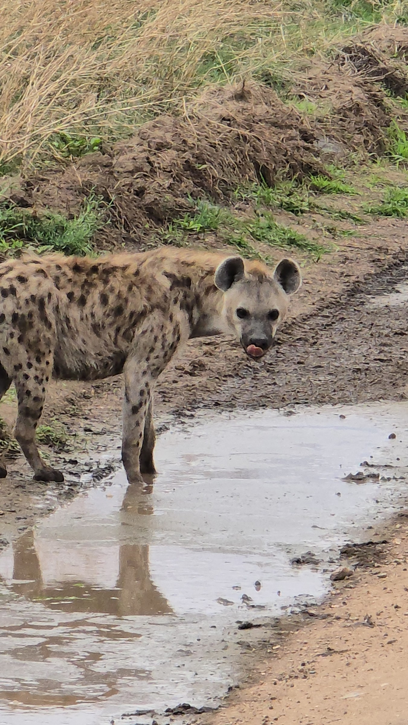 Africa · Review photo 40