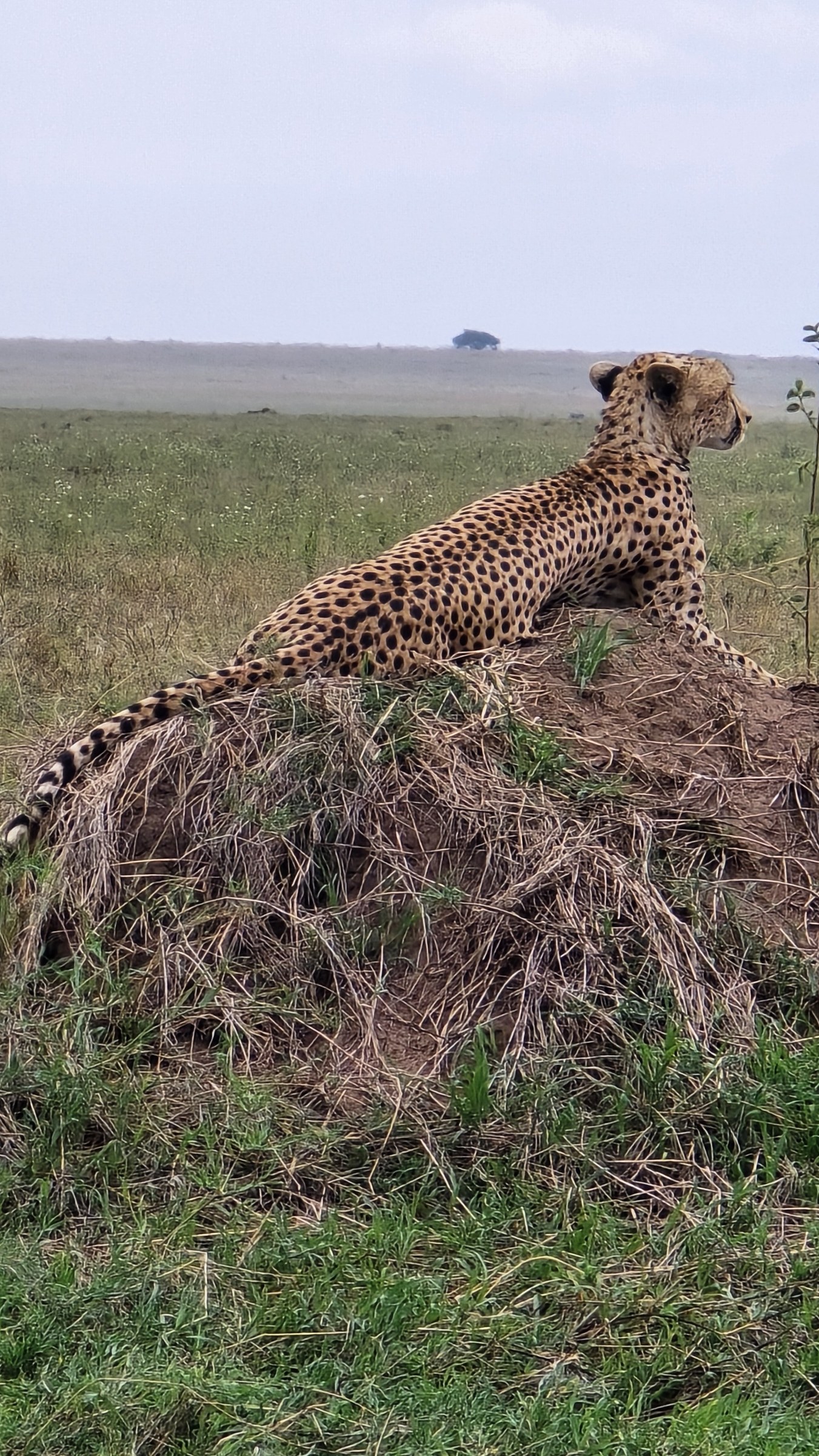Africa · Review photo 39
