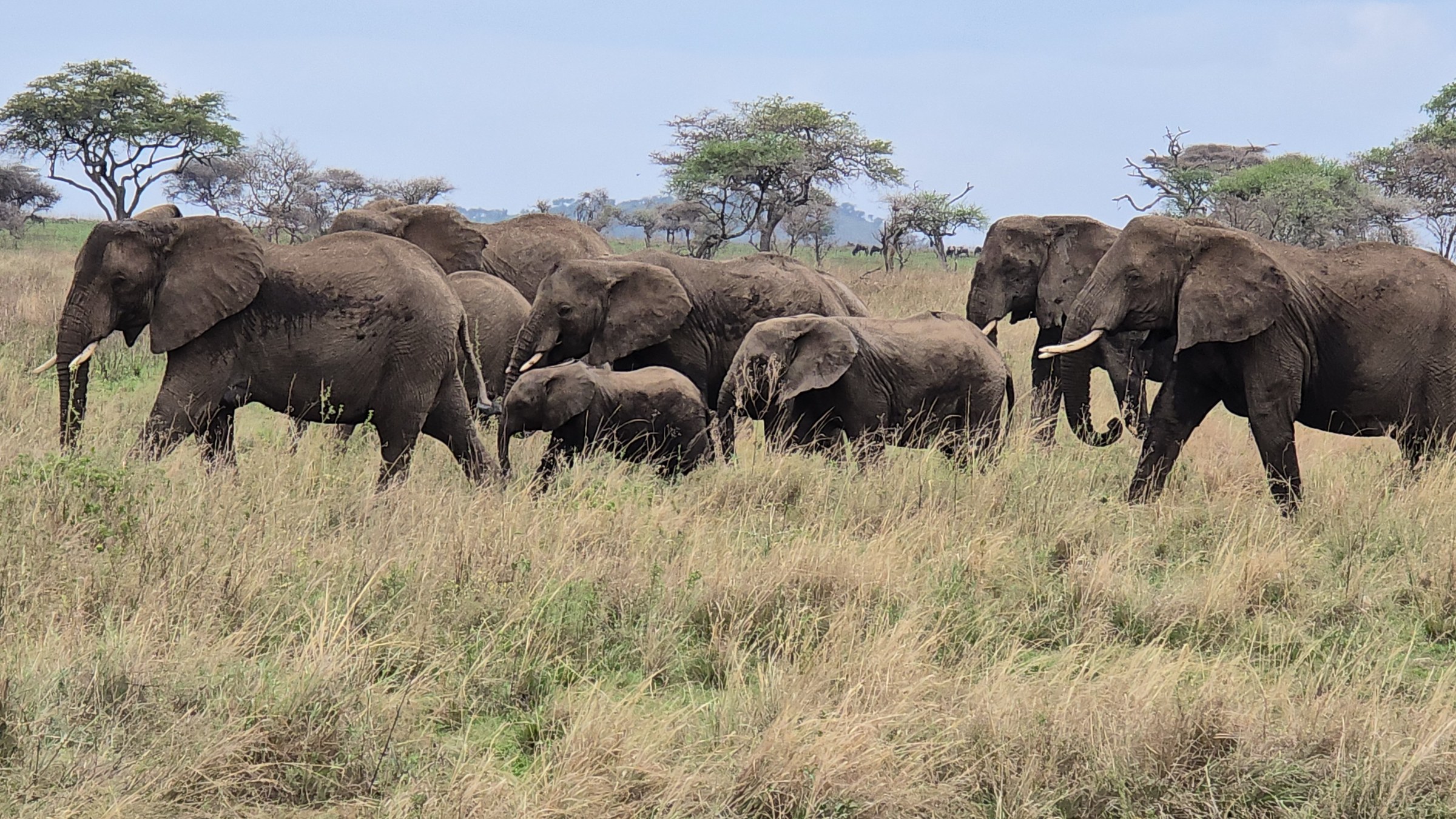 Africa · Review photo 43