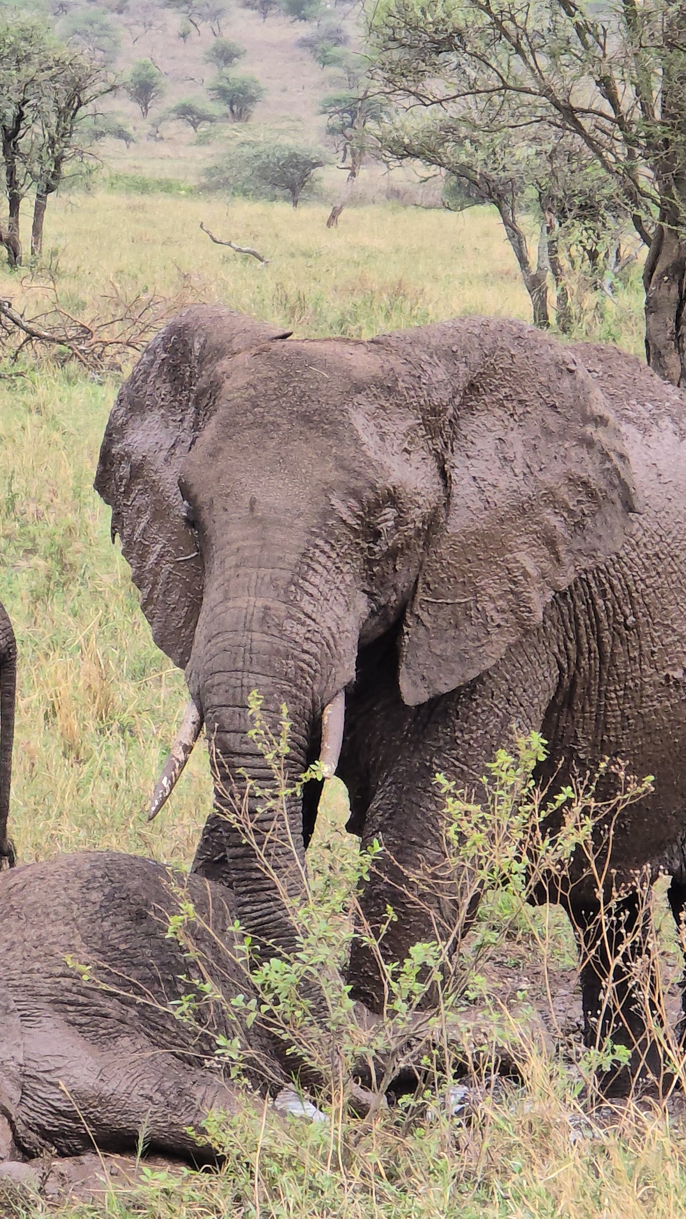 Africa · Review photo 45