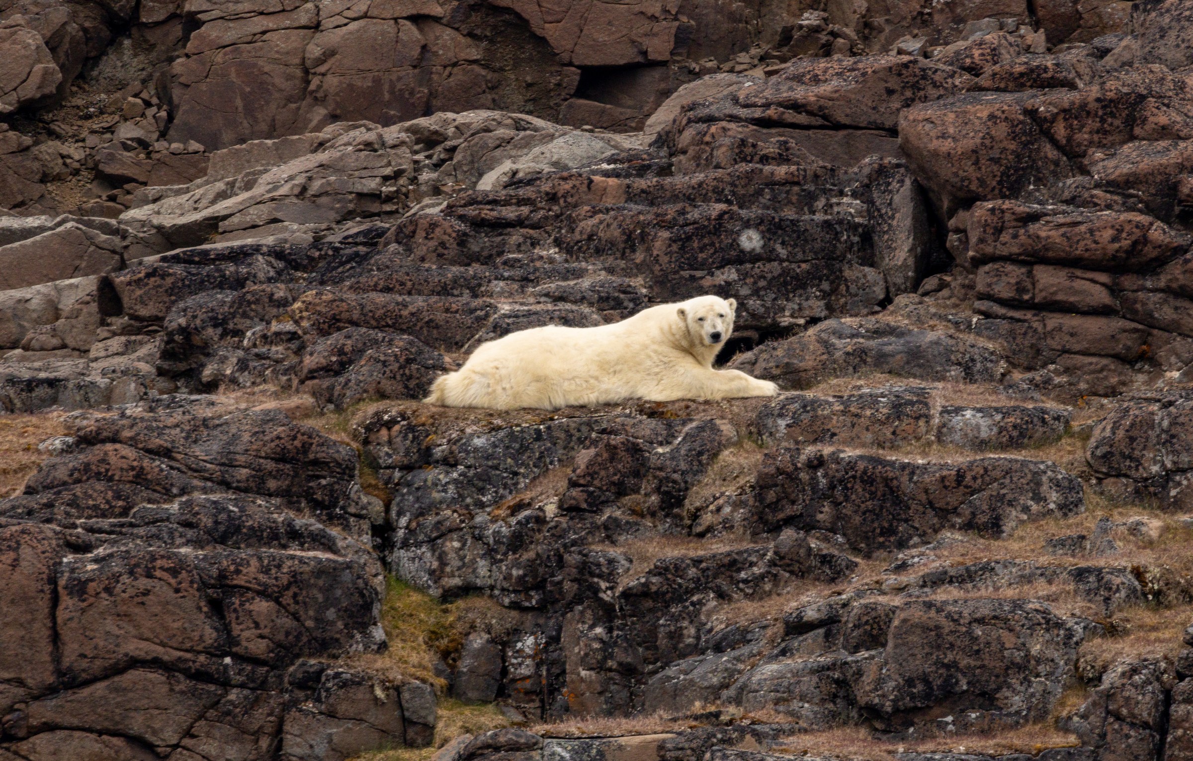 Arctic · Review photo 41
