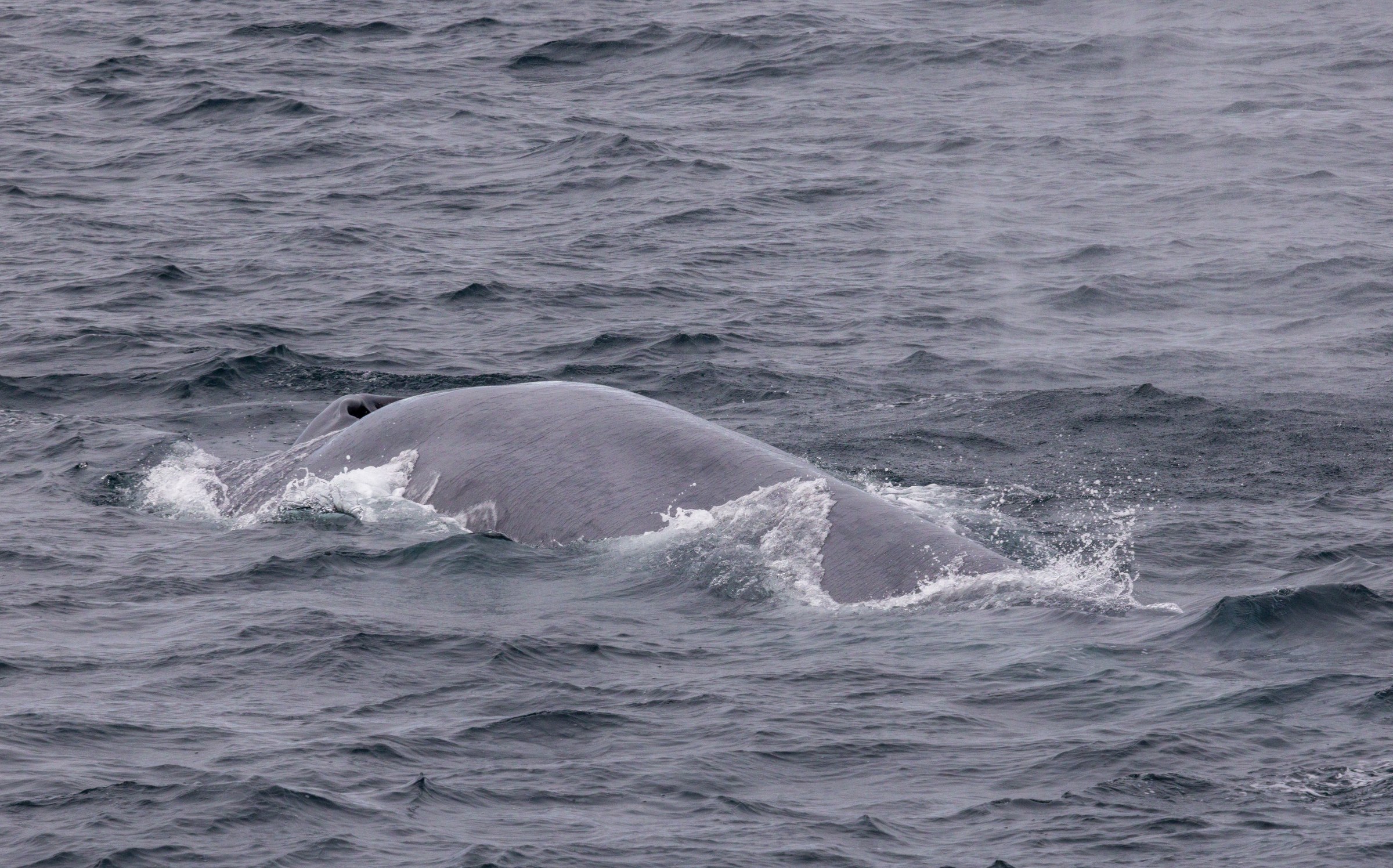 Arctic · Review photo 33