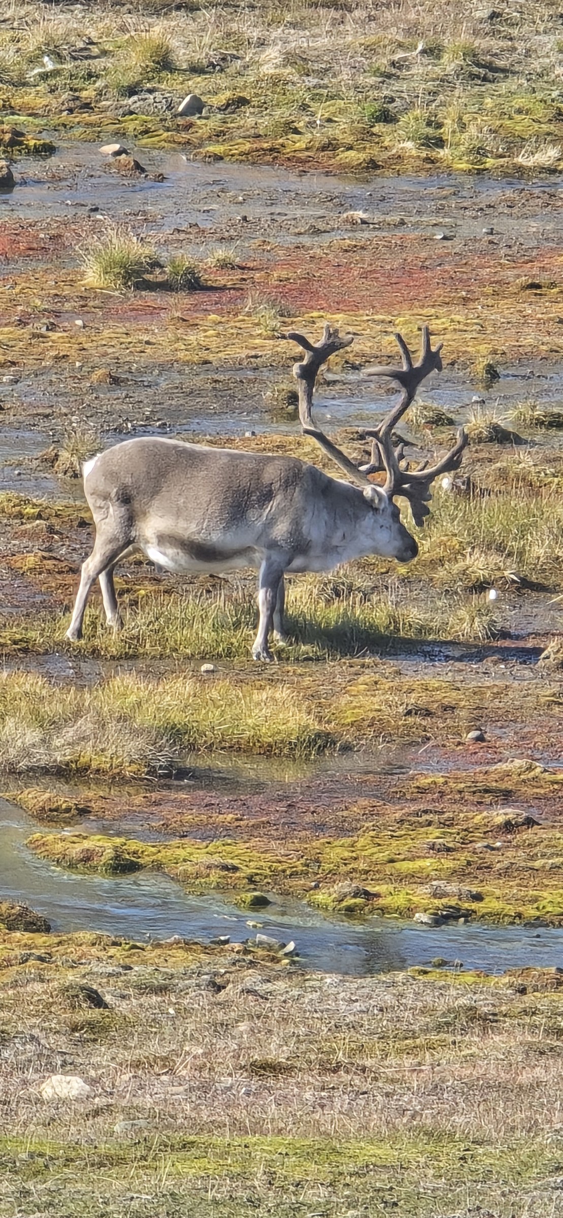 Arctic · Review photo 30