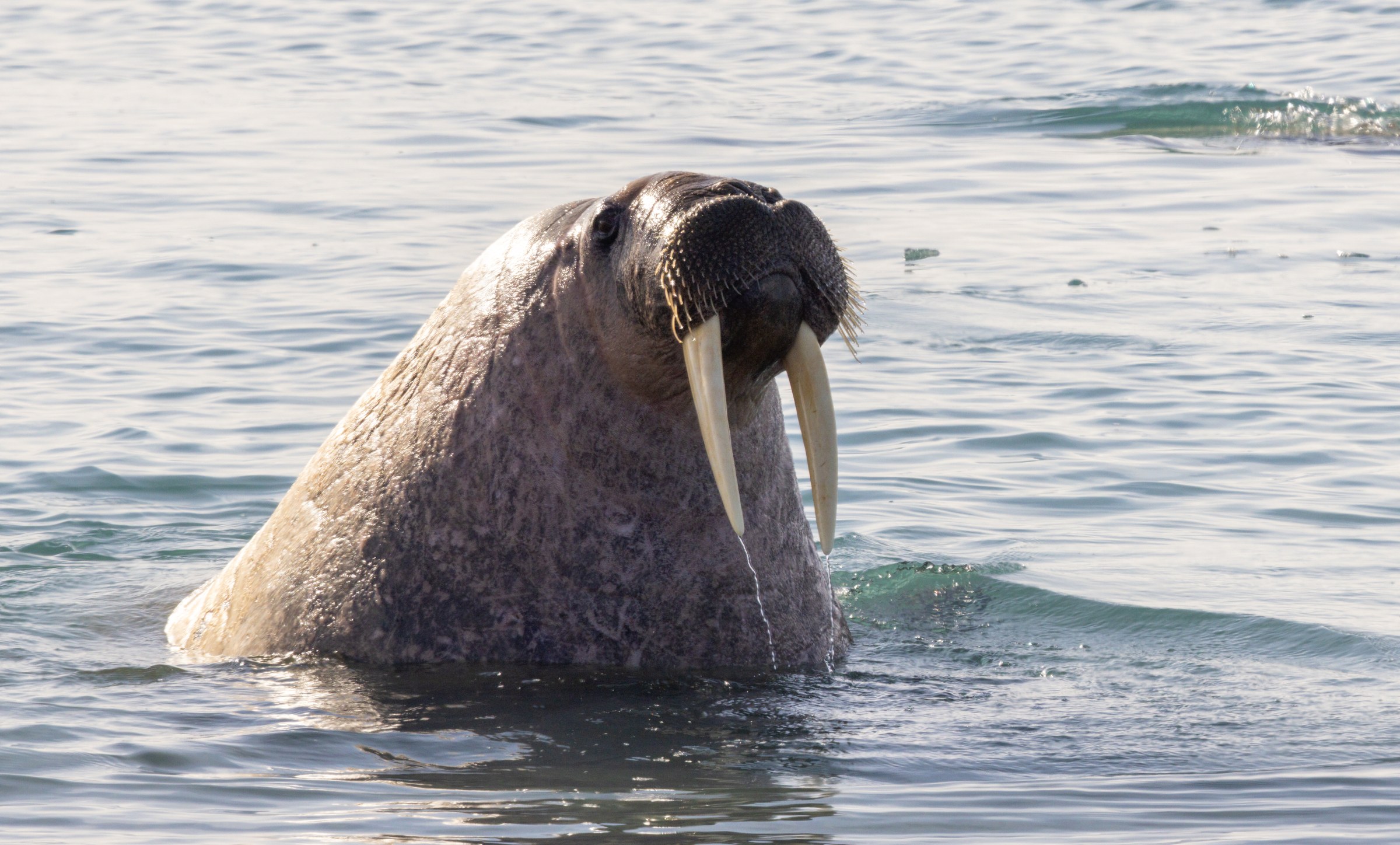 Arctic · Review photo 46