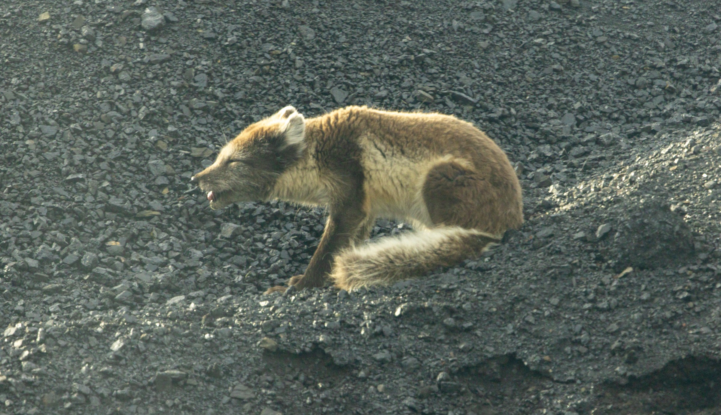 Arctic · Review photo 35