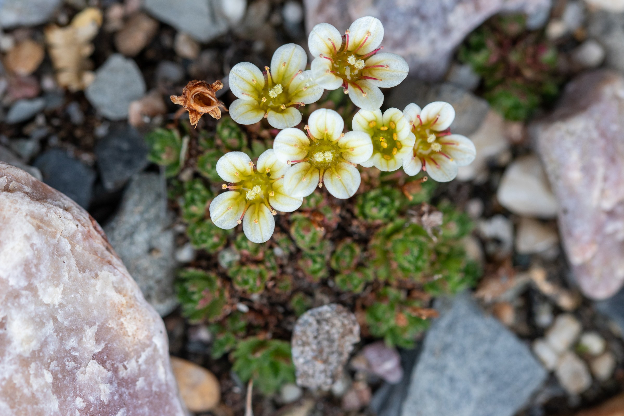 Arctic · Review photo 44