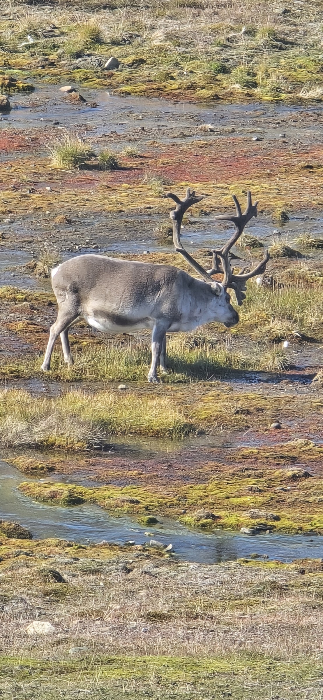 Arctic · Review photo 29