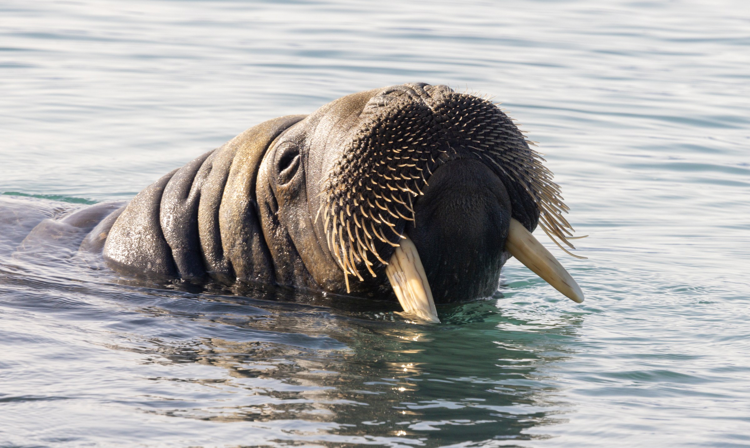 Arctic · Review photo 47