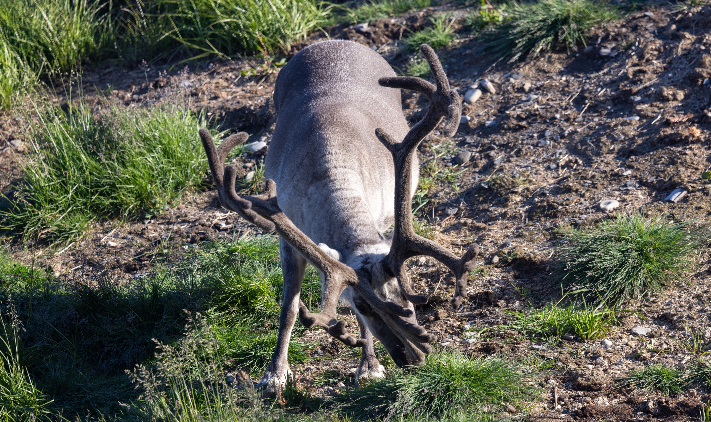 Arctic · Review photo 43