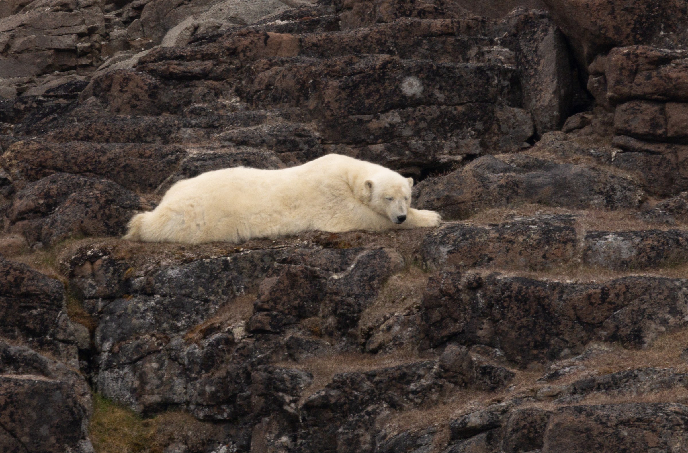 Arctic · Review photo 42