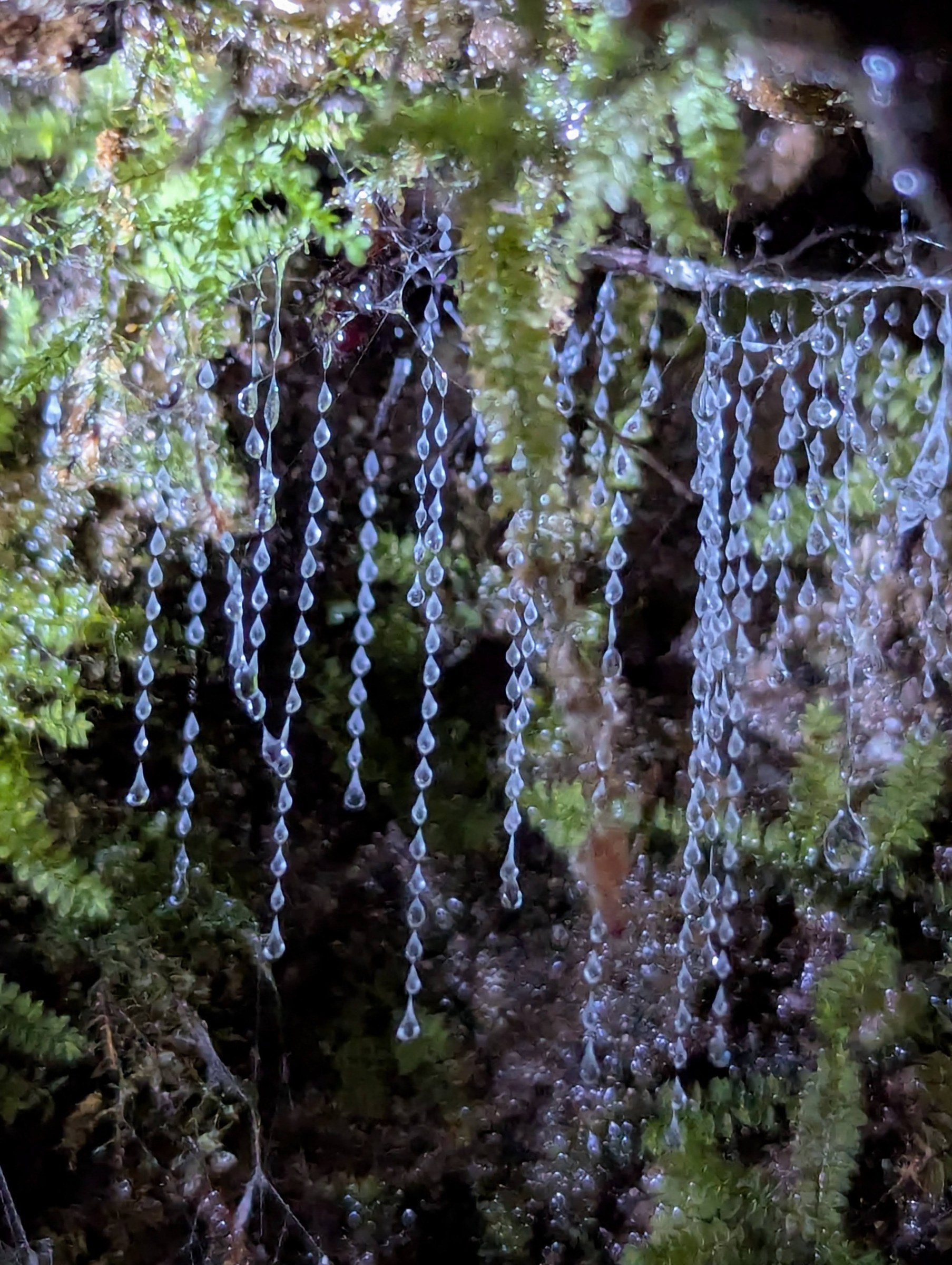 New Zealand · Review photo 8