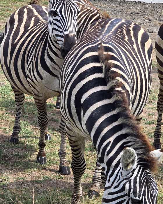 Zebras on the plain, Africa